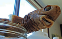 Hàm răng kinh dị “làm thịt” cả tàu ngầm của cá mập cắt bánh quy