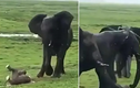 Video: Voi mẹ sinh con trong tư thế đứng giữa đồng cỏ mênh mông