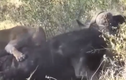 Video: 2 sư tử tấn công, trâu rừng phản đòn gây sững sờ