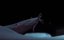 Video: Cá mập thót tim vì vũ khí bí mật của loài sinh vật 300 triệu năm tuổi