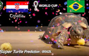 Mèo tiên tri, thần rùa dự đoán tỉ số World Cup 2022 ngày 9 - 10/12