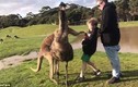 Video: Đến gần cho kangaroo ăn, bé trai Úc không ngờ dính đòn nhớ đời