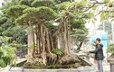 Xôn xao đại gia Hà Nội chi 5 tỷ mua cây sanh nổi tiếng bậc nhất Việt Nam