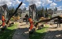 Video: Cưa cây bất cẩn, cây bất ngờ đổ đè bẹp đồng nghiệp