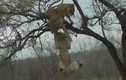 Video: Sư tử nhảy cao 3 mét cướp xác linh dương từ đồng loại trên cây