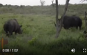 Video: Tê giác đen quyết chiến tê giác trắng và cái kết đắng