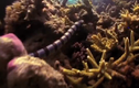 Video: Rắn biển tự 'hạ độc' chính mình trước khi bị đại bàng xé thịt