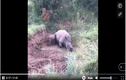 Video: Mẹ bị bắn chết, tê giác con cố lay xác mẹ để bú