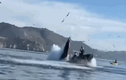 Video: Cá voi há miệng đớp ngang thuyền