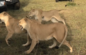Video: 4 sư tử cái hùa nhau đánh đuổi sư tử đực