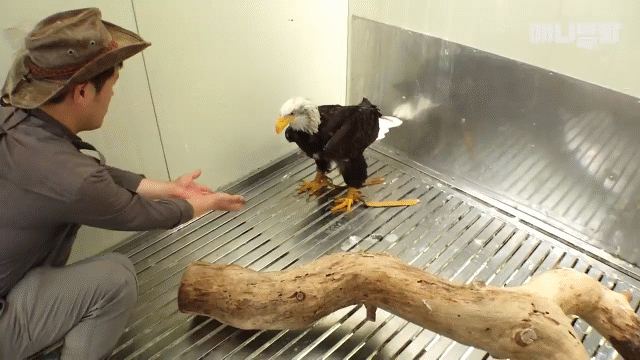 Video: Đại bàng bỏ chạy trước con mồi