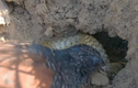 Video : Chim bìm bịp hăng máu mổ vỡ đầu rắn lục