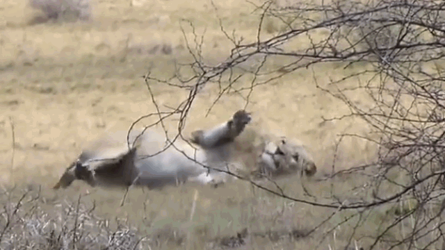 Video: Sư tử co giật, giãy đành đạch sau màn săn linh dương
