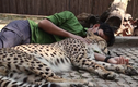 Video: Nhân viên sở thú đàn ông ôm báo săn ngủ ngon lành