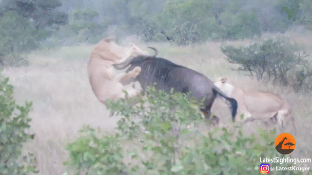 Video: 1 chọi 2 với sư tử, linh dương đầu bò chiến thắng