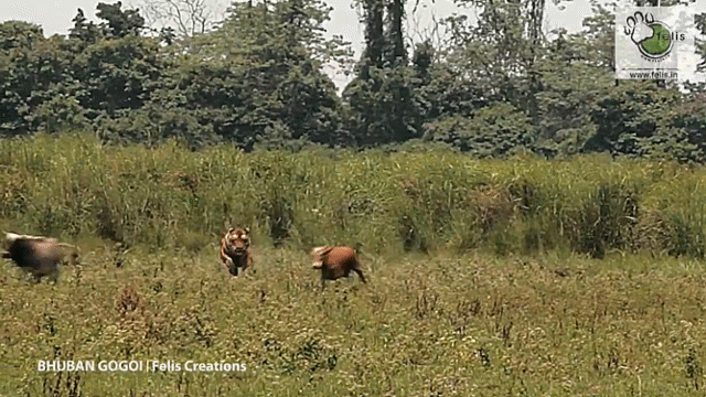Video: Bò hoảng sợ ngã cắm đầu dúi dụi khi thấy hổ