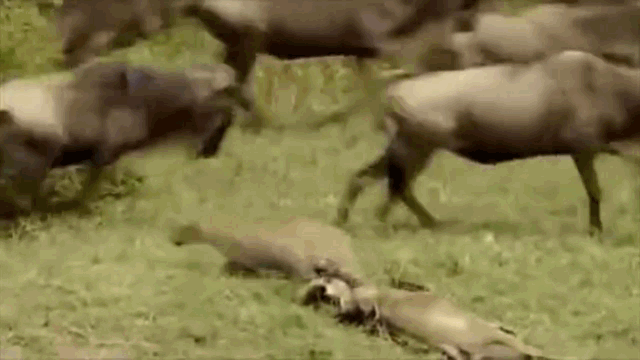 Video: Báo đốm hạ gục 2 linh dương đầu bò trong vòng chưa đầy 1 phút