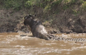 Video: Cá sấu quyết kéo đuôi linh dương xuống sông