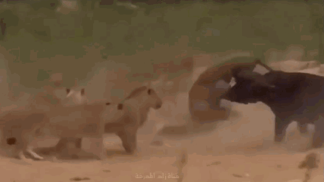Video: Trâu rừng nổi điên húc thủng bụng sư tử rồi quật ngã xuống đất