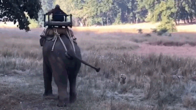 Video: Bị hổ dữ chặn đầu, voi hùng hổ lao tới cảnh cáo và cái kết