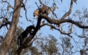 Video: Báo đen thoăn thoắt trèo lên ngọn cây uy hiếp báo hoa mai