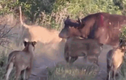Video: Bị 7 sư tử cắn xé, trâu rừng được 500 anh em giải cứu