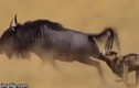 Video: Linh cẩu hạ gục linh dương đầu bò khủng rồi "xơi tái"