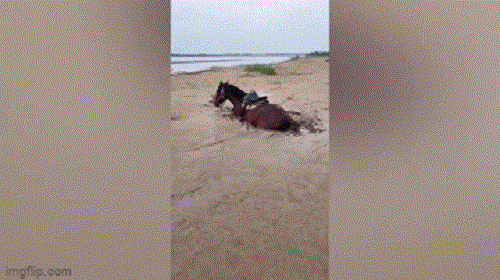 Video: "Chiêu lạ" giải cứu chú ngựa khỏi mắc kẹt ở bùn lầy