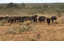 Video: Đàn trâu rừng đuổi sư tử chạy “té khói”  