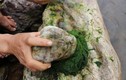 Đặc sản mọc dại trên đá ở Việt Nam, vớt về kiếm nửa triệu/ngày