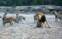 Video: Tranh giành thức ăn, sư tử đực đối đầu 20 con linh cẩu