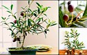 Bonsai ô liu giá bạc triệu gây “sốt” thị trường cây cảnh Tết