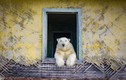 Ngắm gấu Bắc Cực sống trong trạm khí tượng bỏ hoang ở Nga
