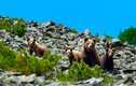 Hình ảnh thú vị về khu bảo tồn thiên nhiên hoang dã của Nga