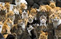 Hòn đảo kỳ lạ, nơi số mèo sinh sống gấp 5 lần người