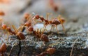 Bí mật về “đời tư” của kiến trong mùa đông lạnh giá