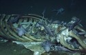 Cá voi “khủng” chết mục xác, bạch tuộc và cua tranh nhau mở tiệc
