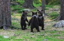 Chạy bộ trong rừng, vô tình chụp được khoảnh khắc kỳ lạ của 3 con gấu 