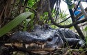 Cá sấu là loài động vật lớn nhất có thể tự mọc lại các chi 