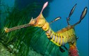 Hàng chục sinh vật kỳ dị dạt vào bờ biển Australia: Là loài gì? 