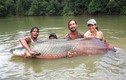 Những thủy quái sông Amazon hung dữ nhất thế giới