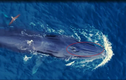 Nóng: Cá voi "gây sốt" ở biển Bình Định không phải cá voi xanh