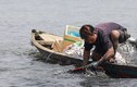 Bắt vẹm đen kiếm tiền triệu mỗi ngày ở ngã ba sông Hàn