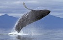 Chiêm ngưỡng cá voi lưng gù nhảy múa trên mặt nước