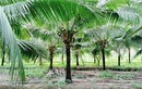 Siêu thị nước ngoài đặt mua 10 triệu trái dừa/năm, tìm “mỏi mắt” không đủ