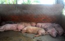 Kinh hãi lợn bị tiêm thuốc an thần trước khi đến lò mổ