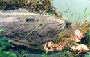 Sự thật về những 'cụ rùa' Hồ Gươm khổng lồ bị xẻ thịt