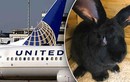 Thỏ khổng lồ chết vì bị United Airlines nhét trong tủ lạnh?