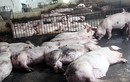 “Không thấy đáy”, giá lợn tiếp tục giảm sâu 