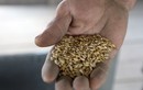 Thỏa thuận ngũ cốc giữa Nga – Ukraine khả năng thành công